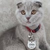 Metal Kedi Model Kedi Künyesi