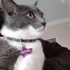 Metal Yıldız Model Kedi & Köpek Künyesi