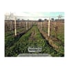 ECO Interrow Hoer with Sensor Set