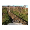 ECO Interrow Hoer with Sensor Set