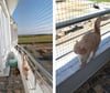 Winblock Pets Balkonlar için Kedi Güvenli Ağı 150cm x 200cm
