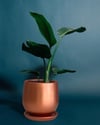 Evdek Tabaklı Armut Bronz Çömlek Saksı 15x15 Cm
