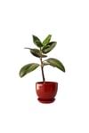 Evdek Tabaklı Kırmızı Çömlek Saksı 19x19 Cm