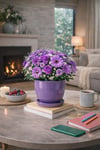 Evdek Tabaklı Lila U Çömlek Saksı 24x24 Cm - 7035366