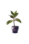 Evdek Tabaklı Mor Çömlek Saksı 19x19 Cm