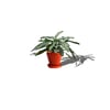 Evdek Tabaklı Turuncu Konik Çömlek Saksı 23x23 Cm