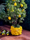 Limon saksı 25 cm(limon ağacı dahil değildir)