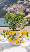 limonlu beyaz saksı 22 cm