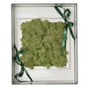 Mint Green Moss