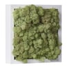 Mint Green Moss