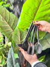 Linda 5 Li Mini Silikon Spatula Seti - Gri