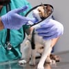 30 cm Dikişli Kedi Köpek Yakalığı Şeffaf Yakalık