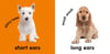 Baby Touch and Feel Puppies