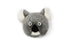 Koala 'Noah'