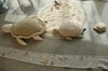Sepet, Mama Turtle