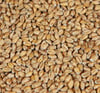 5 kg Buğday maltı