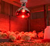YSF 8540 Infrared Isıtıcılı Ampul 200W Kırmızı IşıkLed AmpullerYSFYSF-8540-32051