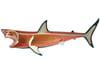 4D VISION GREAT WHITE SHARK ANATOMY MODEL