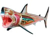 4D VISION GREAT WHITE SHARK ANATOMY MODEL