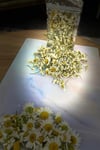 Papatya Kurusu 25 Gr