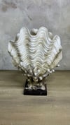 DENİZ KABUĞU 30X20 CM
