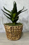 HASIR SEPETTE KILIÇ ÇİÇEĞİ 40X20 CM