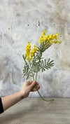 MİMOZA ÇİÇEĞİ 78 CM