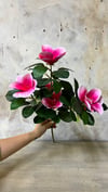 PEMBE LÜKS MANOLYA 64 CM