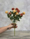 YAVRUAĞZI KASIMPATI 37 CM