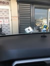 Zıp Zıp Karakter Oyuncak Yaylı Her Yöne Sallanan