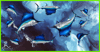 Sailfish Havlu