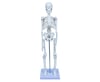 Emin iskelet Sistemi 45 Cm EM5118Emin iskelet Sistemi 45 Cm EM5118 - Kirtasiyem NetEğitici Materyaller