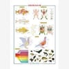 Gürbüz 70x100 Omurgalılar 33073Yapbozlar