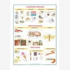 Gürbüz 70x100 Omurgasız Hayvanlar 33083Yapbozlar
