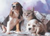 Keskin Color Yapboz Kedi Köpek Kardeşliği 68*48 1000 LiKeskin Color Yapboz Kedi Köpek Kardeşliği 68*48 1000 Li - Kirtasiyem.netYapbozlar