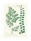 Botanica Çerçeveli Tablo Set
