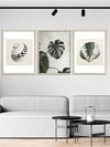Monstera ve Deniz Kabukları Çerçeveli Tablo Set 