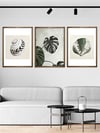 Monstera ve Deniz Kabukları Çerçeveli Tablo Set 