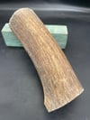 Geyik Boynuzu - 12                                                                                                                               