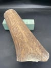 Geyik Boynuzu - 3