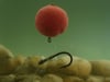 Carp Zoom Pop Ups 100 gr  GLM