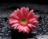 Pembe Gerbera - Kanvas Tablo