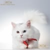 Beyaz Kedi Desenli 3'lü Pano Kumaşı