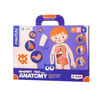 MierEdu-Manyetik Tablet-İnsan Anatomisi