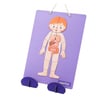 MierEdu-Manyetik Tablet-İnsan Anatomisi