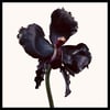 Tom Ford Black Orchid Reserve Parfum EDP 100 ml