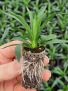 SAKSI MİX 104 GÖZLÜ 30*50 MM ÇAP AGRİPOTLU VİYOL 5 ADET(KOLİDE)