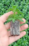 SAKSI MİX 104 GÖZLÜ 30*50 MM ÇAP AGRİPOTLU VİYOL 9 ADET(KOLİDE)
