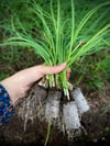 SAKSI MİX 104 GÖZLÜ 30*50 MM ÇAP AGRİPOTLU VİYOL 2 ADET(KOLİDE)