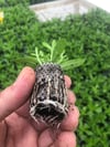 SAKSI MİX 104 GÖZLÜ 30*50 MM ÇAP AGRİPOTLU VİYOL 2 ADET(KOLİDE)